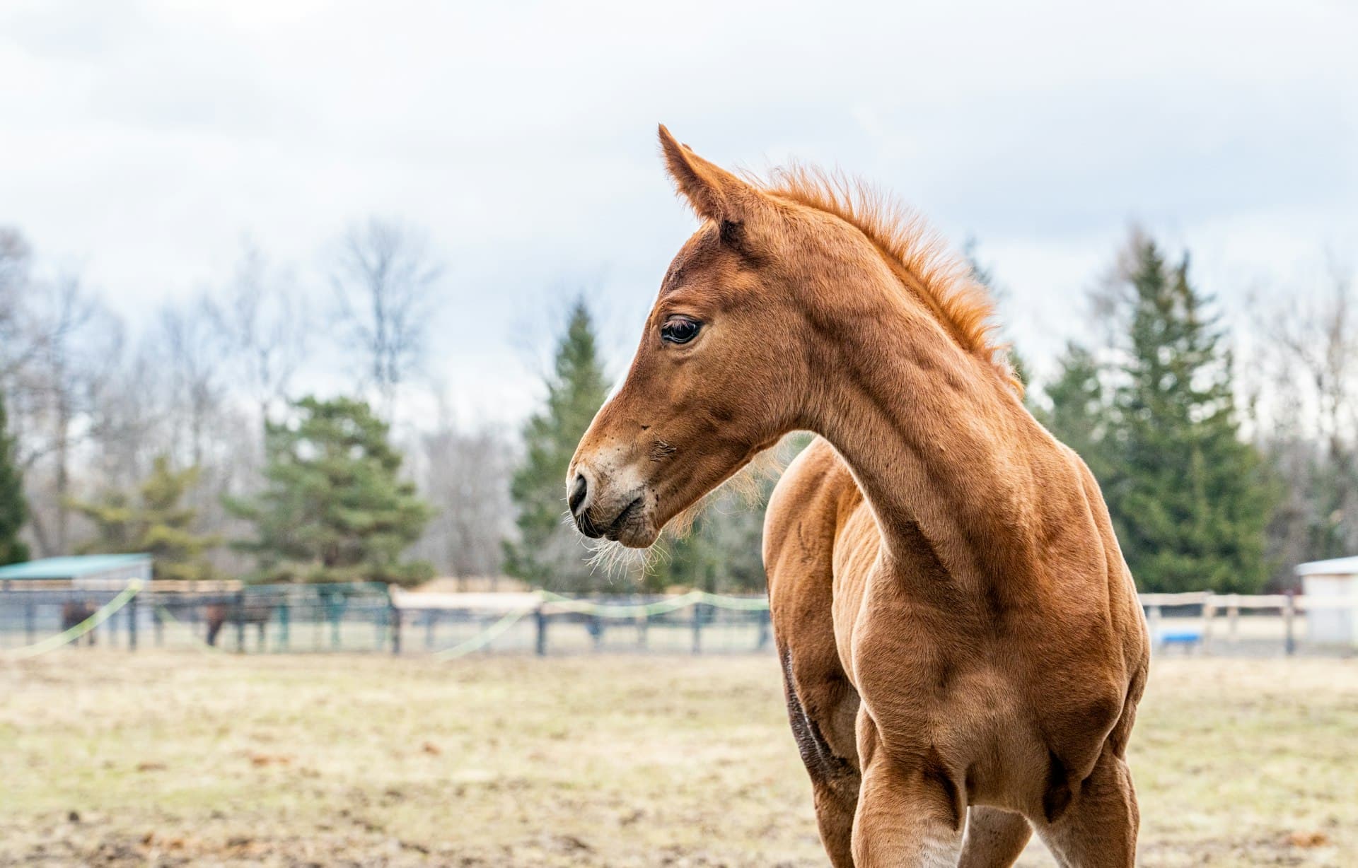 Young foal being gently handled at Menden Equestrian