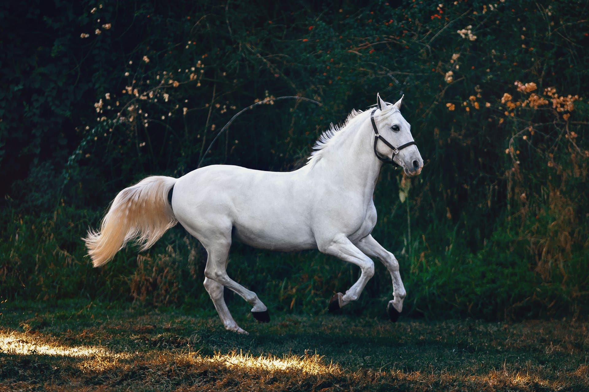 Sporthorse training at Menden Equestrian