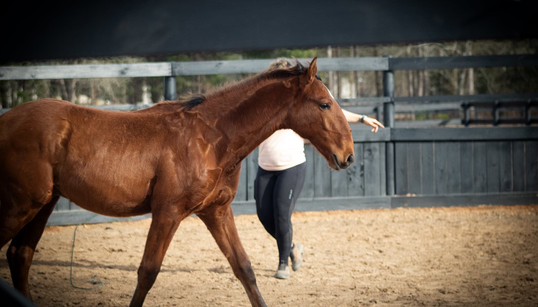 A horse in the Safe Horse Initiative training series