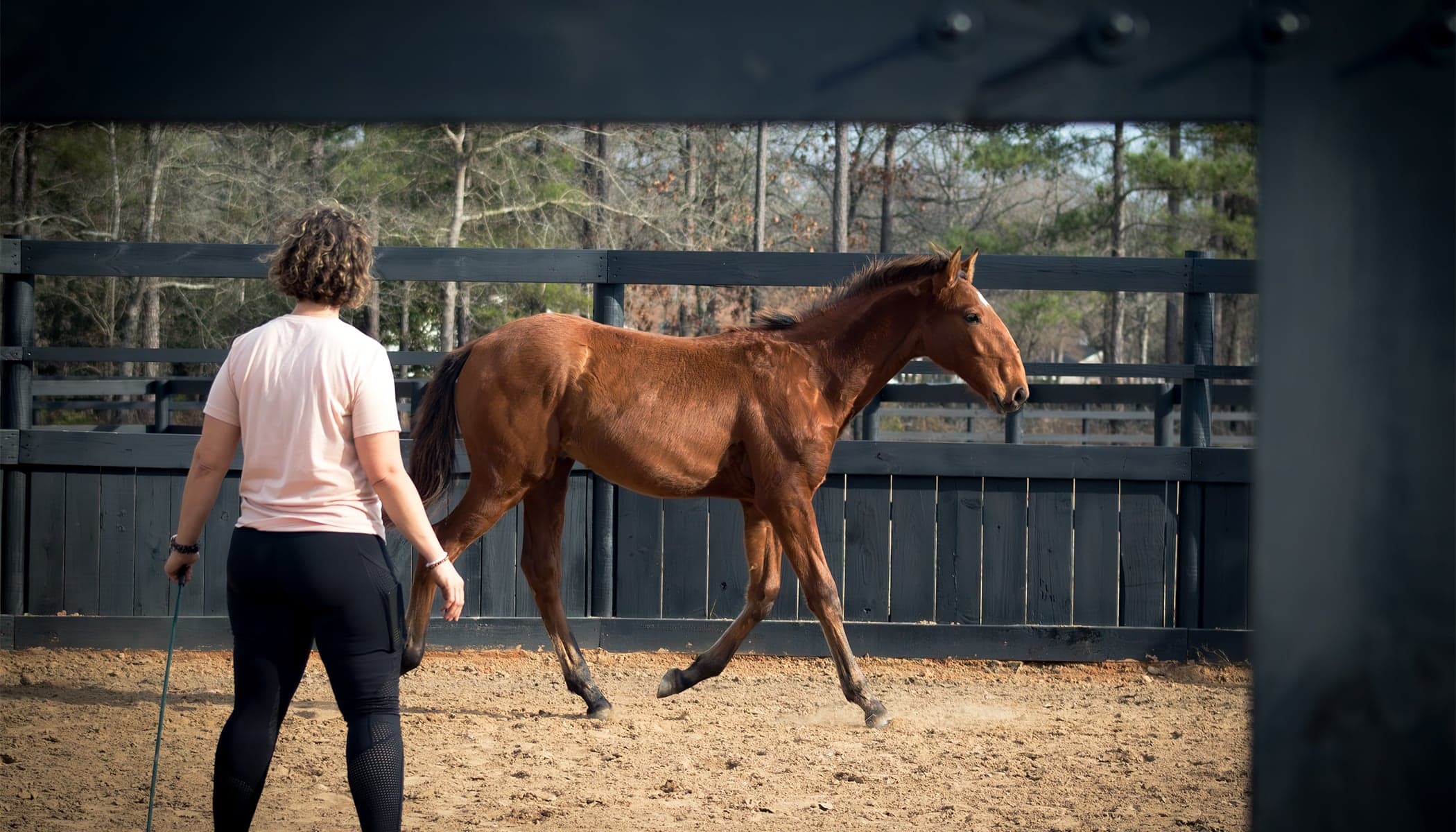 Handler working with horse on groundwork techniques